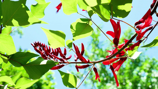 龙牙花牙花花朵花象牙红龙芽花视频