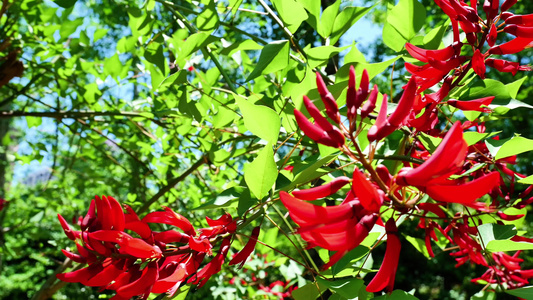 龙牙花牙花花朵花象牙红龙芽花视频