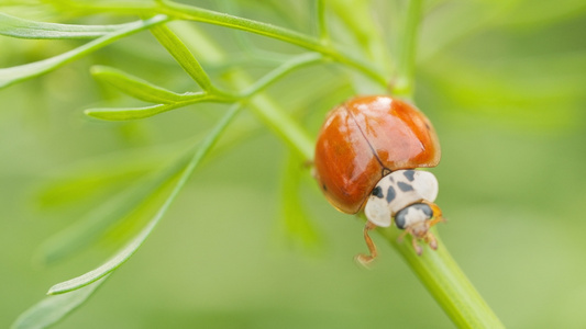 春天夏天昆虫动物自然生态视频