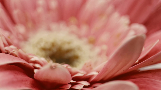 微距粉色非洲菊雏菊视频