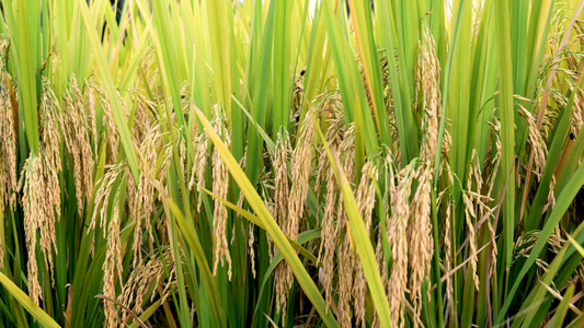 水稻稻谷大米米饭农业粮食丰收视频