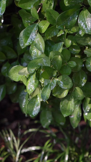 实拍喷水绿色植物36秒视频