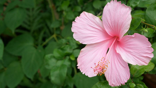 4K 的粉红色芙蓉在公园里，背景是绿叶植物，风柔和。芙蓉花或其他名称，如月季、鞋花、玫瑰锦葵或茶巴花视频