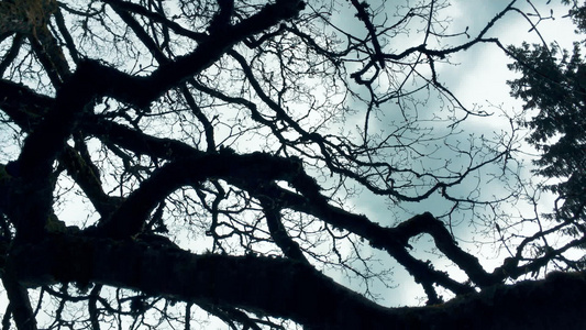 蓝色天空背景的树枝[铅色]视频