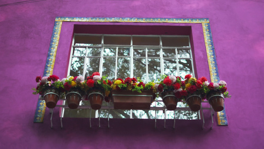 粉红屋窗外花朵多彩视频
