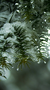 实拍冬季唯美松枝上冰雪实拍素材视频