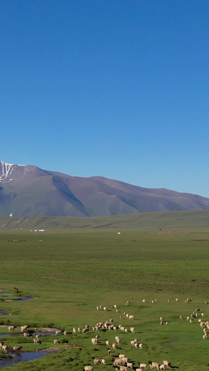 航拍伊犁草原上壮观的羊群放牧视频新疆旅游62秒视频