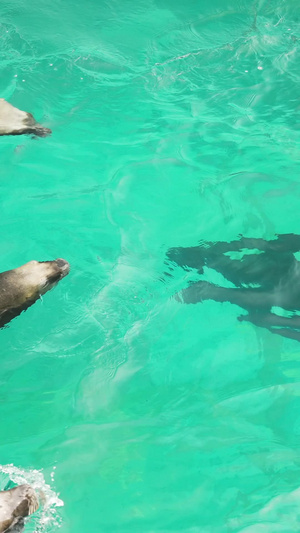 老虎滩海洋公园海豹游行5A级风景区27秒视频