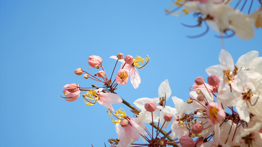 春季风吹出美丽的粉红色花朵视频