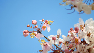 春季风吹出美丽的粉红色花朵11秒视频