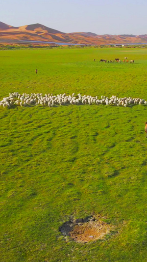航拍腾格里沙漠绿洲羊群天际线15秒视频