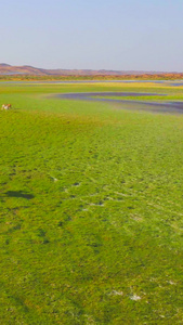 航拍腾格里沙漠绿洲羊群天际线视频