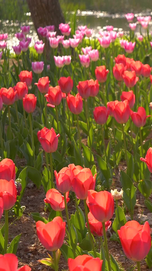 春末各种颜色的郁金香花海23秒视频