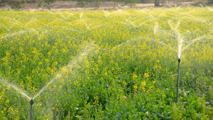 油菜花喷灌4K31秒视频