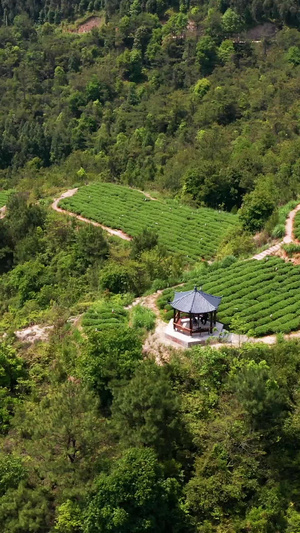 茶山航拍春茶节41秒视频