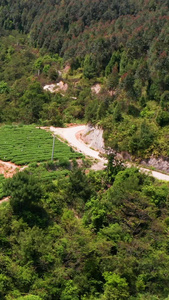 茶山航拍春茶节视频