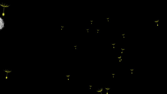近距离观察空气中发光的黄色花朵视频