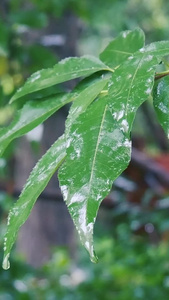 夏日雨季下雨实拍视频