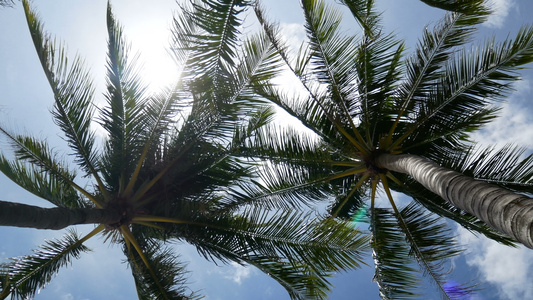 椰子棕榈树叶视频