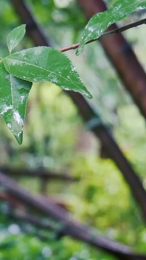 夏日雨季下雨实拍61秒视频