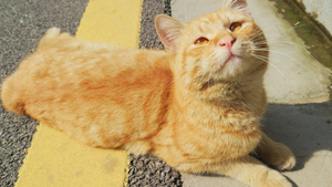 城市街头交通人行道上的宠物猫咪4k素材58秒视频