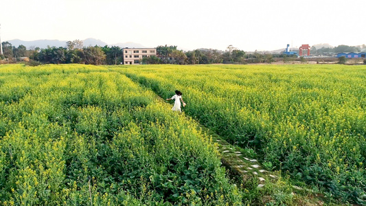 女孩在油菜花海中奔跑航拍4K视频