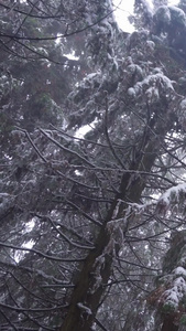 实拍森林中树上的雪景视频素材视频