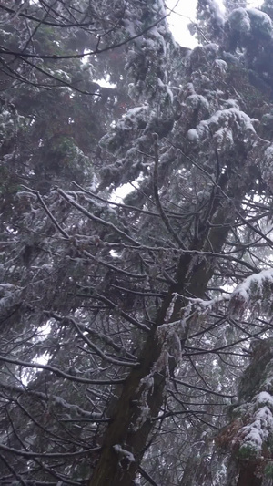实拍森林中树上的雪景视频素材8秒视频