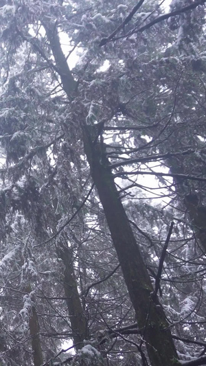 实拍森林中树上的雪景视频素材8秒视频