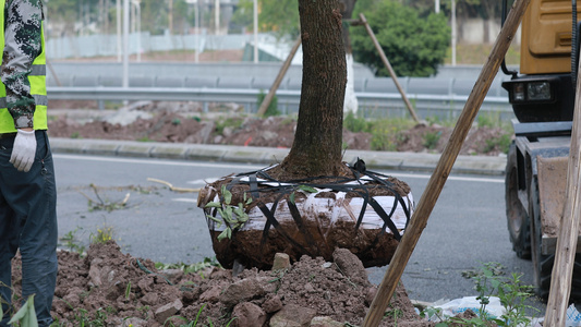 实拍城市道路绿化种树素材视频