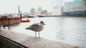 海鸥6秒视频