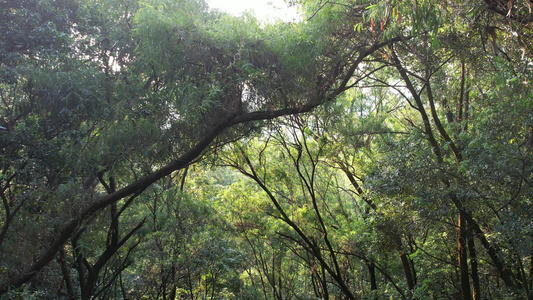 山地丛林树木航拍视频