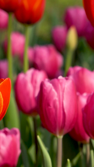 春天花卉绽放的郁金香视频素材色彩艳丽33秒视频