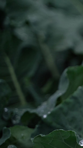 实拍春雨农作物微距实拍植物园视频