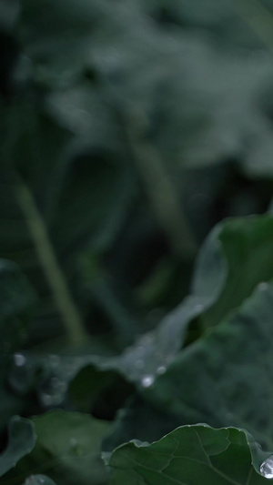 实拍春雨农作物微距实拍植物园2秒视频