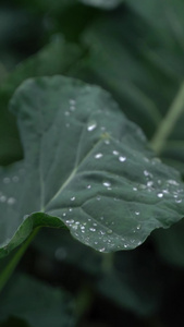 实拍春雨农作物微距实拍美味多汁视频