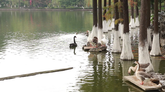 湖边的天鹅与鸭子视频