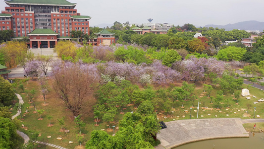 广州华南农业大学紫荆花视频