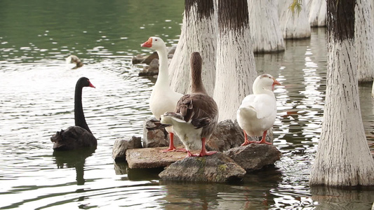 湖边的天鹅与鸭子视频