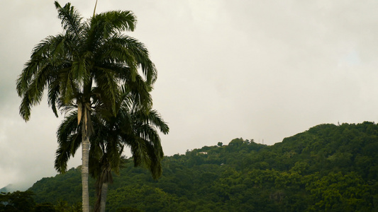 热带岛屿上的棕榈树视频