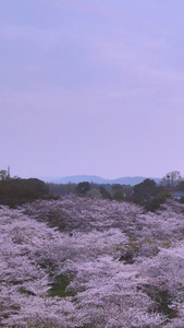 航拍城市地标日式建筑樱花五重塔亮灯瞬间素材樱花树视频
