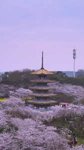 航拍城市地标日式建筑樱花五重塔亮灯瞬间素材樱花季视频