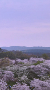 航拍城市地标日式建筑樱花五重塔亮灯瞬间素材樱花季视频