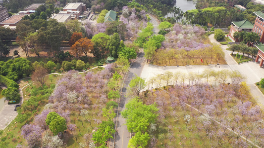 广州华南农业大学紫荆花视频