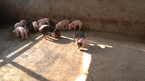 猪肉价格上涨4K实拍农家猪生猪素材43秒视频