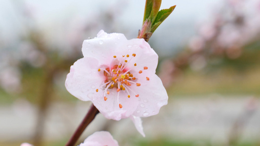 4K青岛麦岛雨中樱花开视频