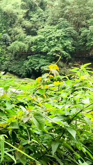 5A景区安顺黄果树瀑布自然美63秒视频