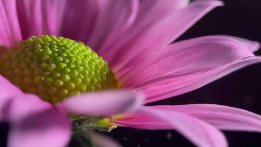 鲜花雏菊非洲菊的花蕊花粉视频