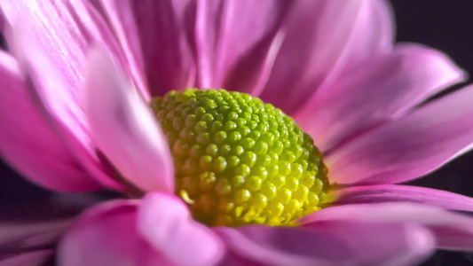 鲜花雏菊非洲菊的花蕊花粉视频