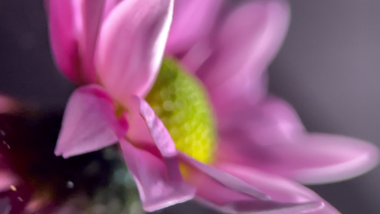 鲜花雏菊非洲菊的花蕊花粉视频